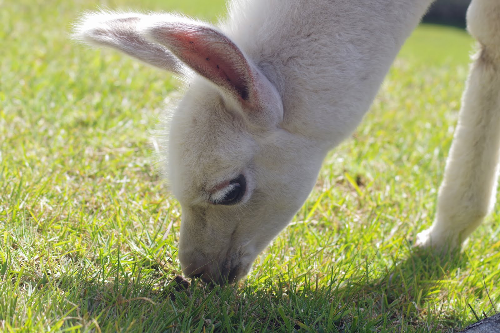 Llama