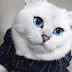 15 Fakta Tentang Kucing Mungkin Anda Tidak Tahu