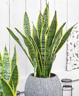 Cara Merawat Sansevieria Cara Merawat Sansevieria