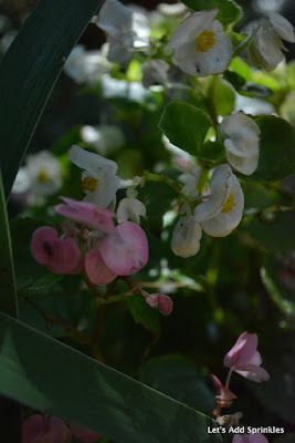 Green leaf, pink and white, Wax Leaf Begonia, 