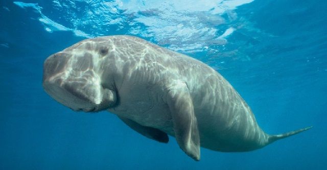 Gambar Ikan Duyung Cantik Hidup dan Jadi Kartun Terbesar