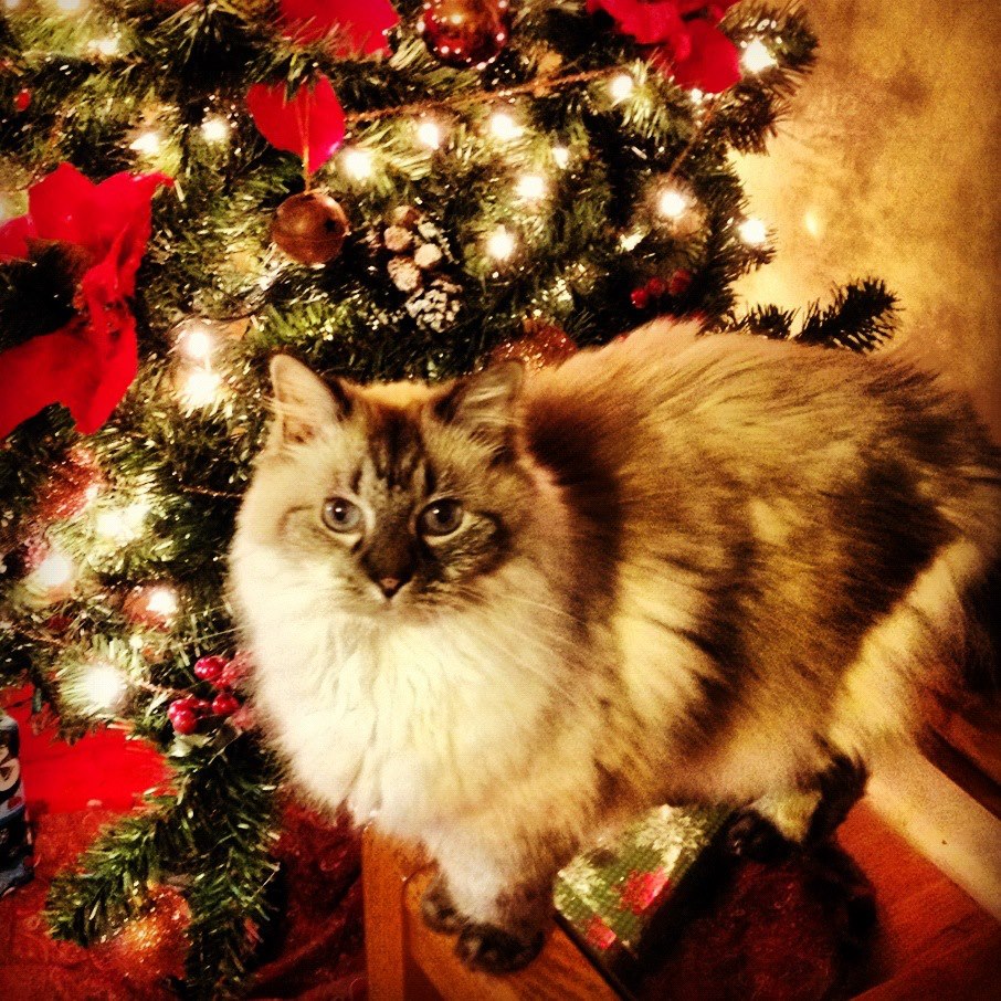 honey and horseshoes: The Mad Crapper