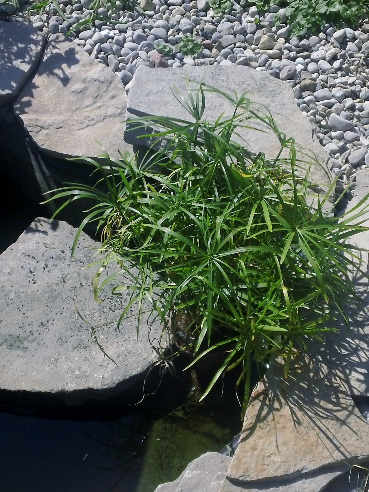 King Tut Grass Plant