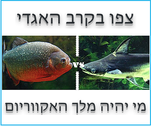 פרסם כאן