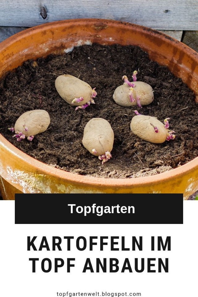 Kartoffeln im Topf anpflanzen Anleitung für Balkon, Terrasse und