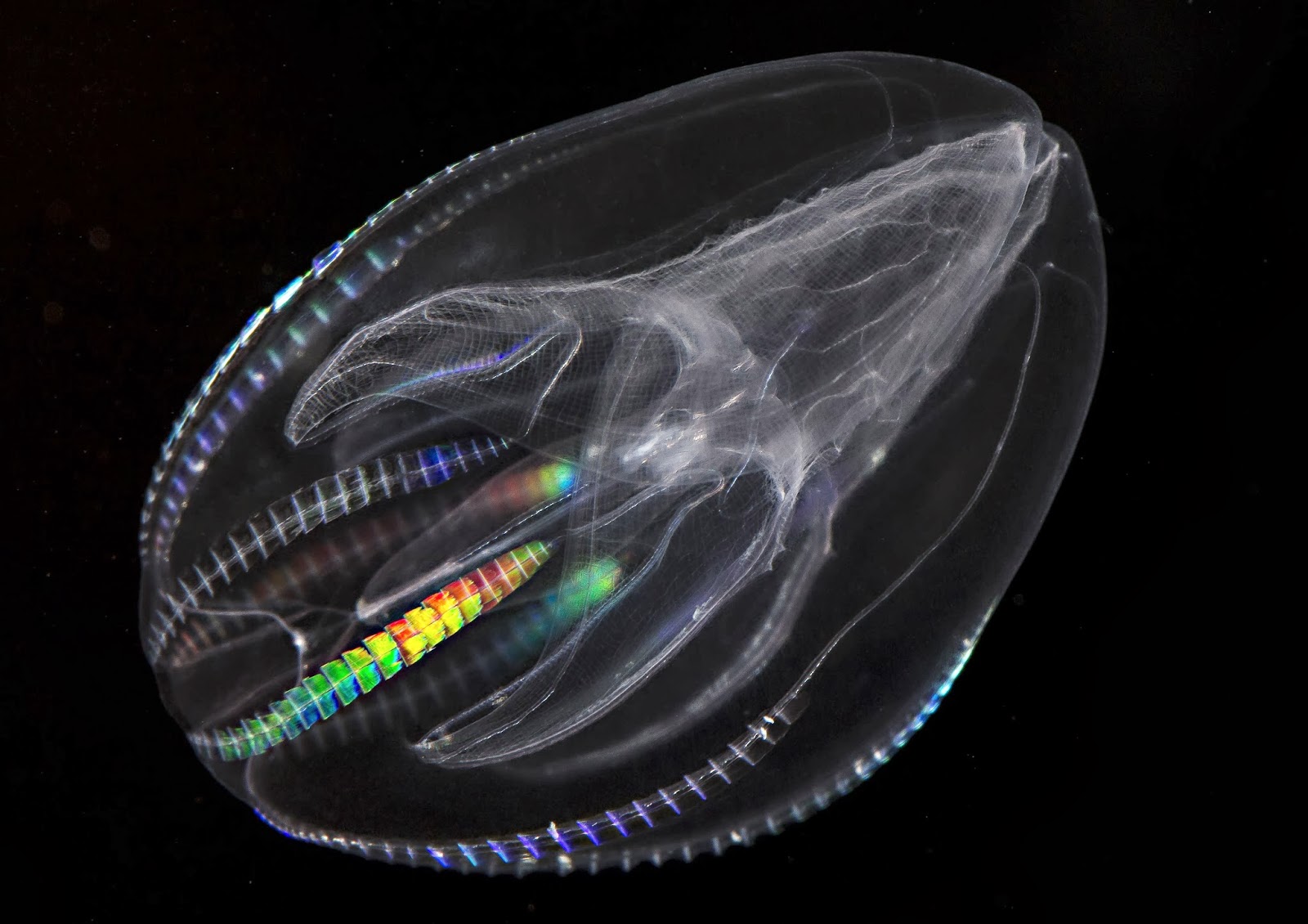 Aquatic comb jelly floats into new evolutionary position