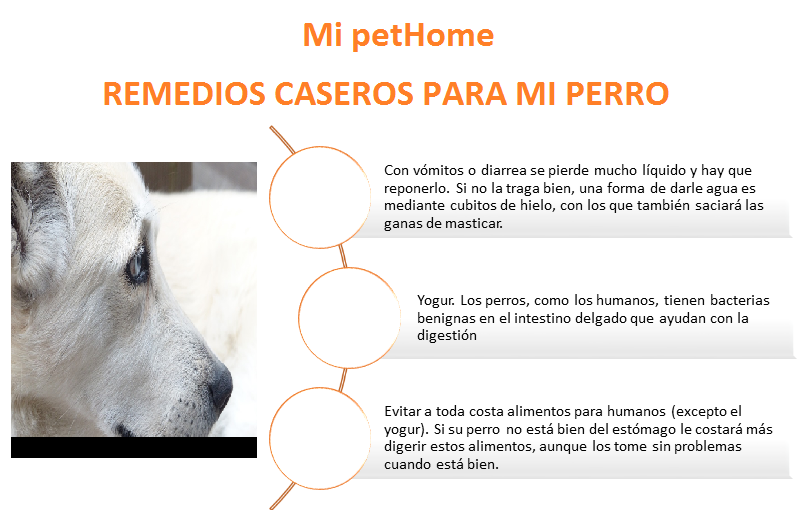 remedios caseros para mi perro con diarrea