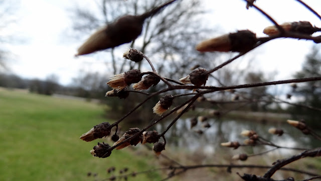 dried flowers in winter #nature