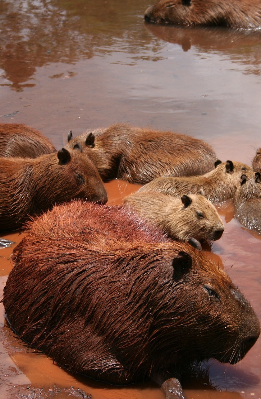 Capybaras living near water. Capybaras living near water.