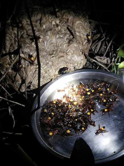 抓虎頭蜂@愛蜂園,台灣養蜂場,健康伴手禮,天然蜂蜜,蜂花粉,蜂蜜醋,蜂蜜蛋糕,蜂王乳,蜂王漿,台灣養蜂協會會員,客製化禮盒,台灣蜂蜜,純蜂蜜,蜂蜜檸檬,產品經SGS檢驗 愛蜂園,台灣養蜂場,健康伴手禮,天然蜂蜜,蜂花粉,蜂蜜醋,蜂蜜蛋糕,蜂王乳,蜂王漿,台灣養蜂協會會員,客製化禮盒,台灣蜂蜜,純蜂蜜,蜂蜜檸檬,產品經SGS檢驗