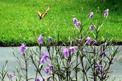 Monarch Butterfly on Mexican Petunias Monarch Butterfly on Mexican Petunias