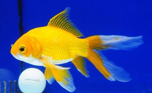 16 Jenis Ikan Komet Yang Musti Sahabat Lihat Jenis Ikan Komet Yellow