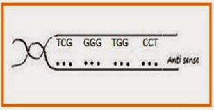 CONTOH SOAL ULANGAN SUBSTANSI GENETIK - Biology Page