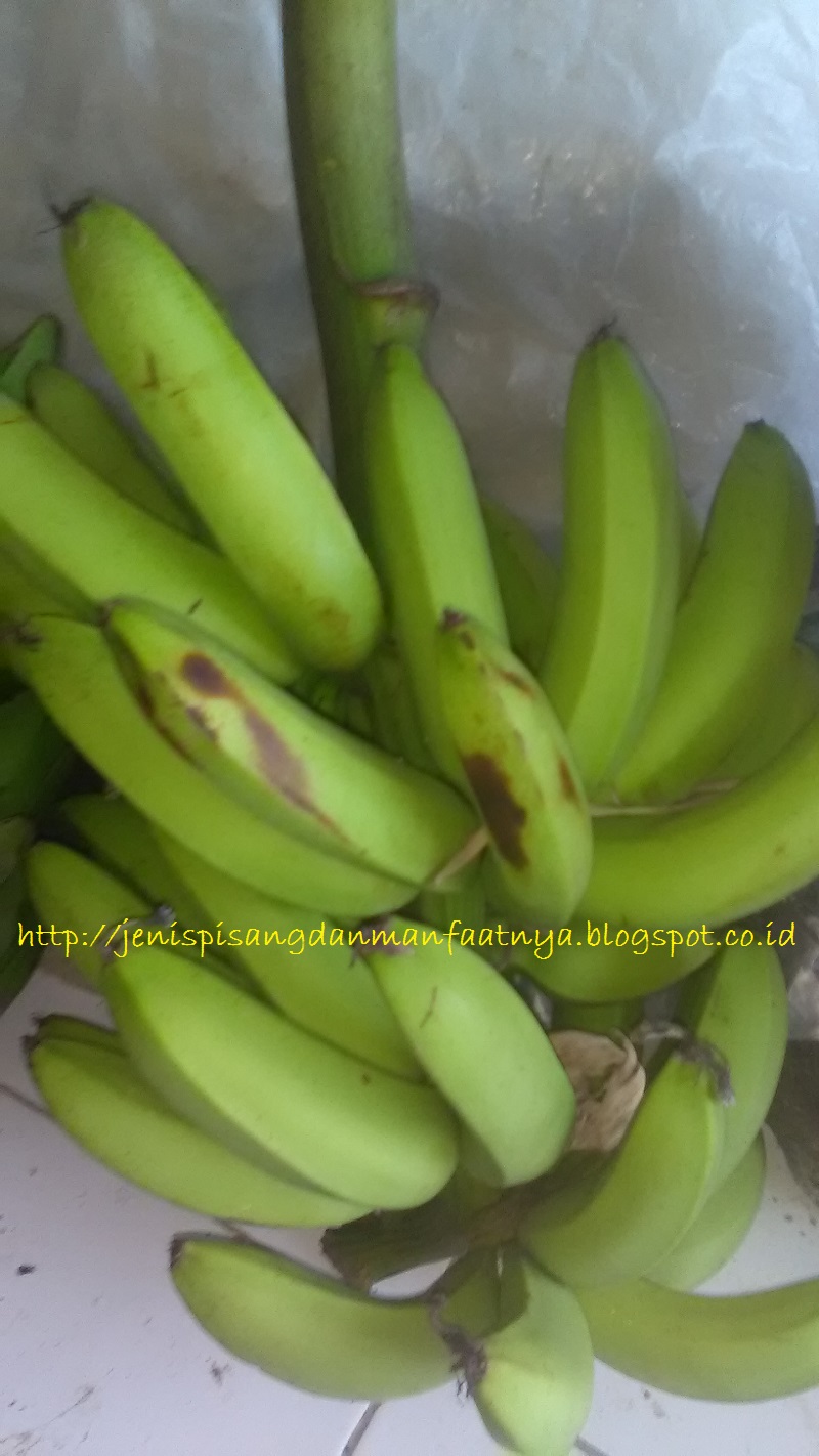 Pisang Hijau Mentah Satu tandan Gambar Jenis Pisang Hijau - Pisang Hijau Mentah Satu tandan