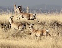 http://sciencythoughts.blogspot.co.uk/2013/08/how-fencing-tibetan-prairies-is.html