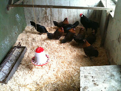 chopping chicken wood coop fixing plant collecting egg decided