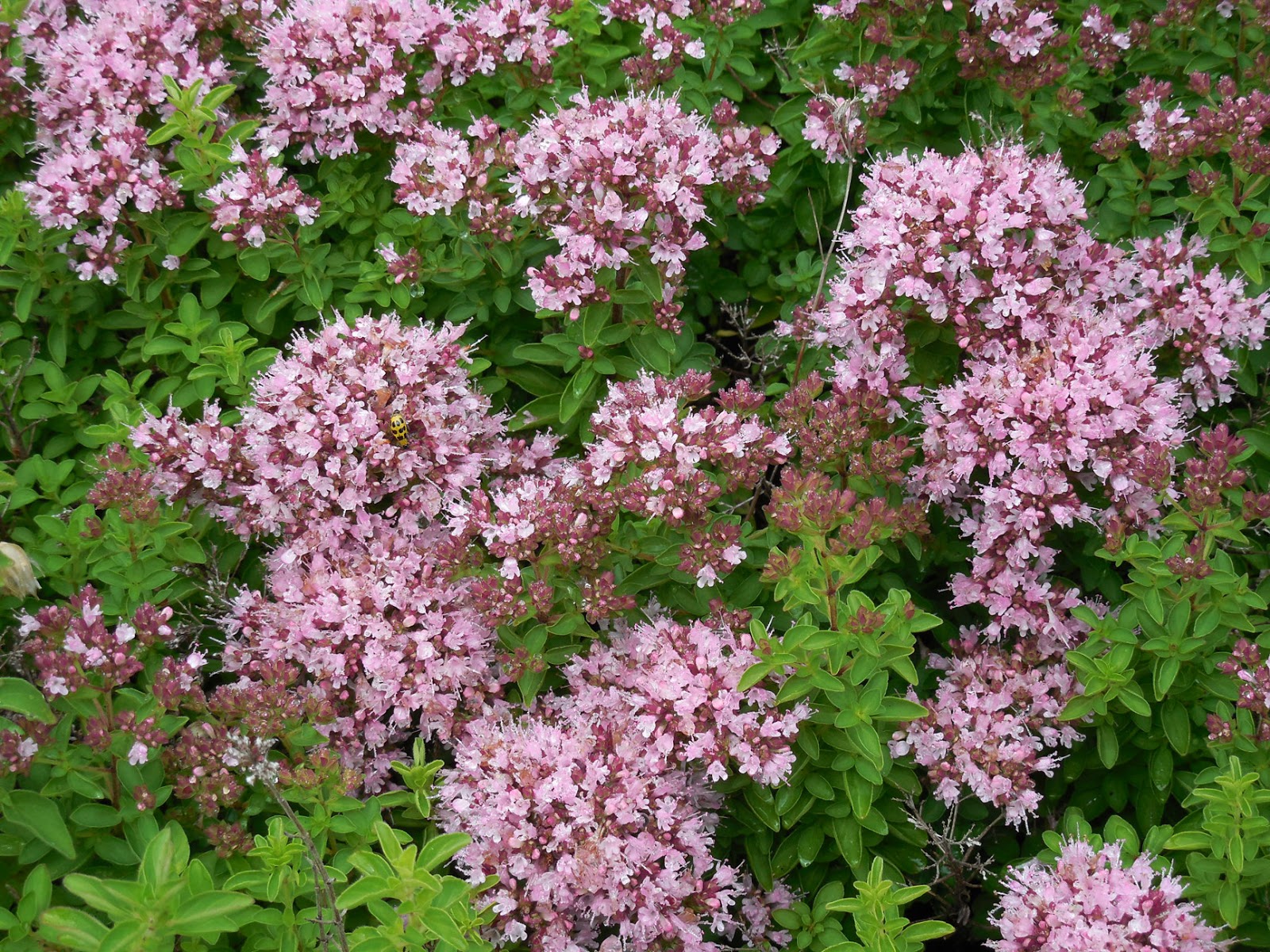 Intelliblog ALL ABOUT OREGANO