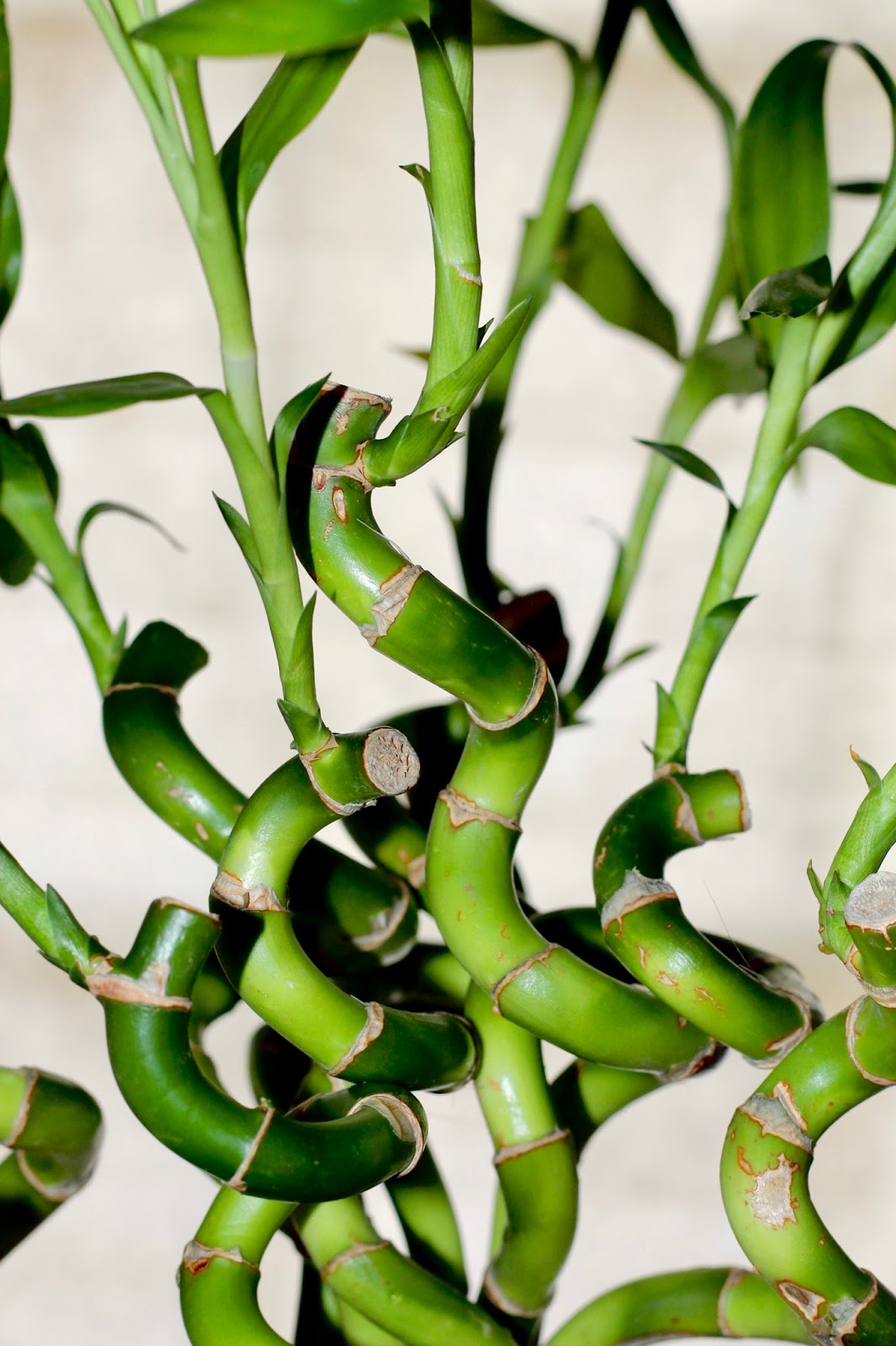 How to Care of your Bamboo Plant