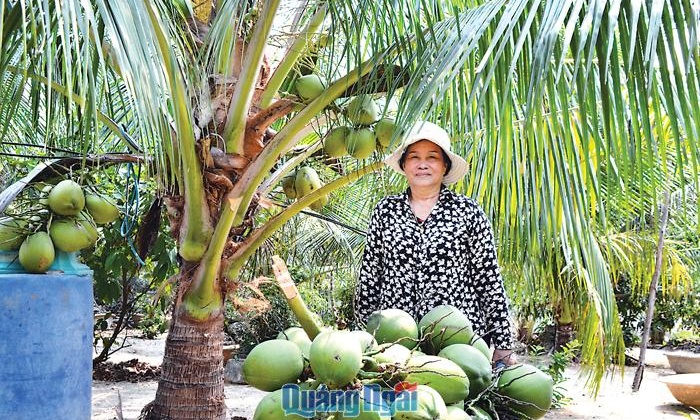 Nông dân Trần Thanh Khởi Thu nhập ổn định từ trồng dừa xiêm xanh lùn