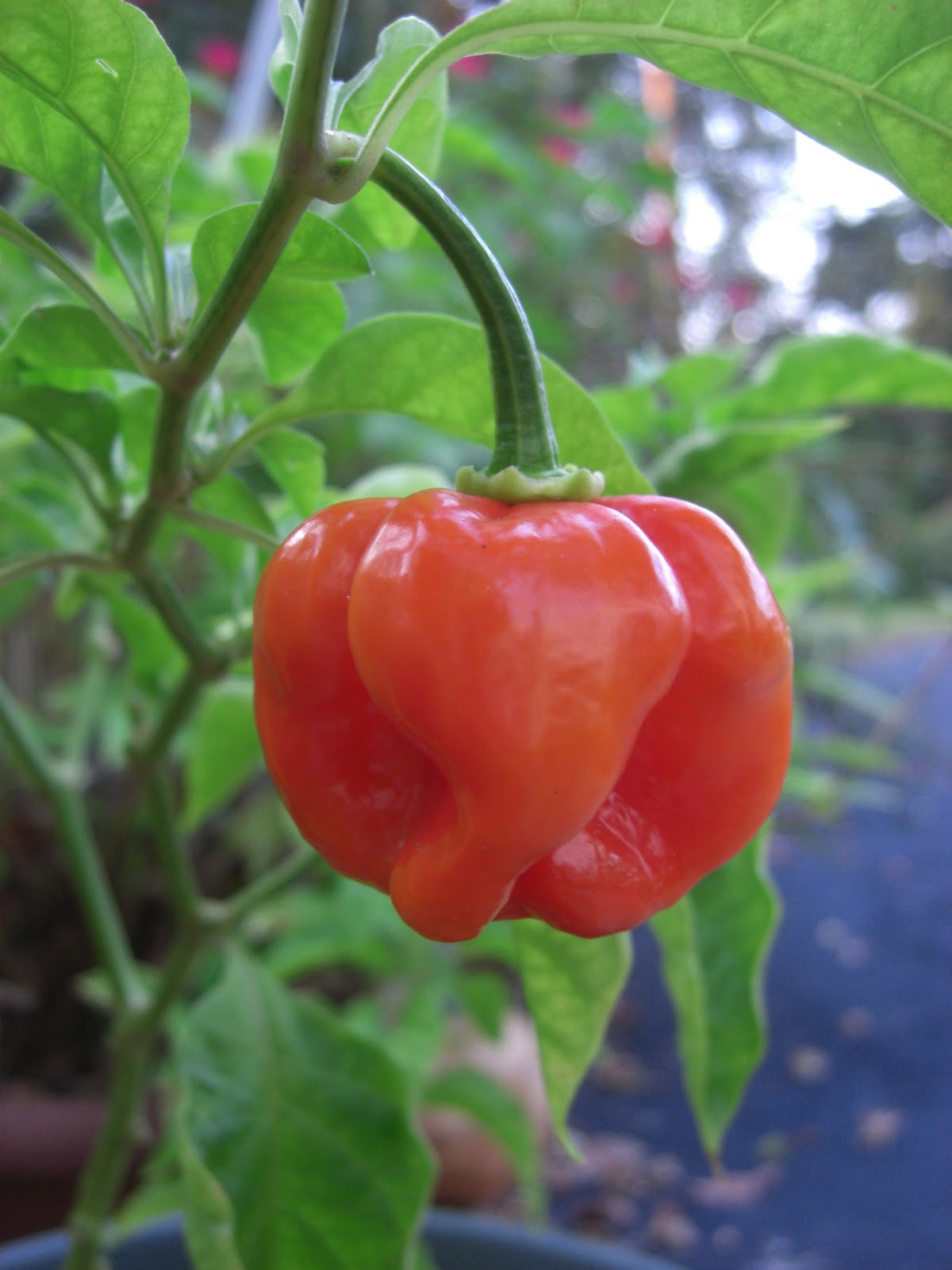 For the Love of Food Hot Peppers Growing A Hot Pepper