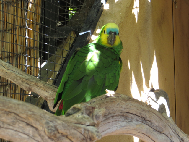 parrot palmitos park gran canaria