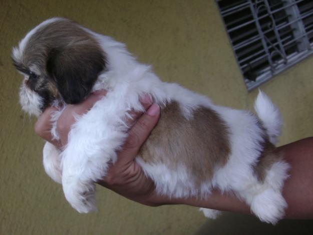 Cute Puppy Dogs: cute shih tzu puppies