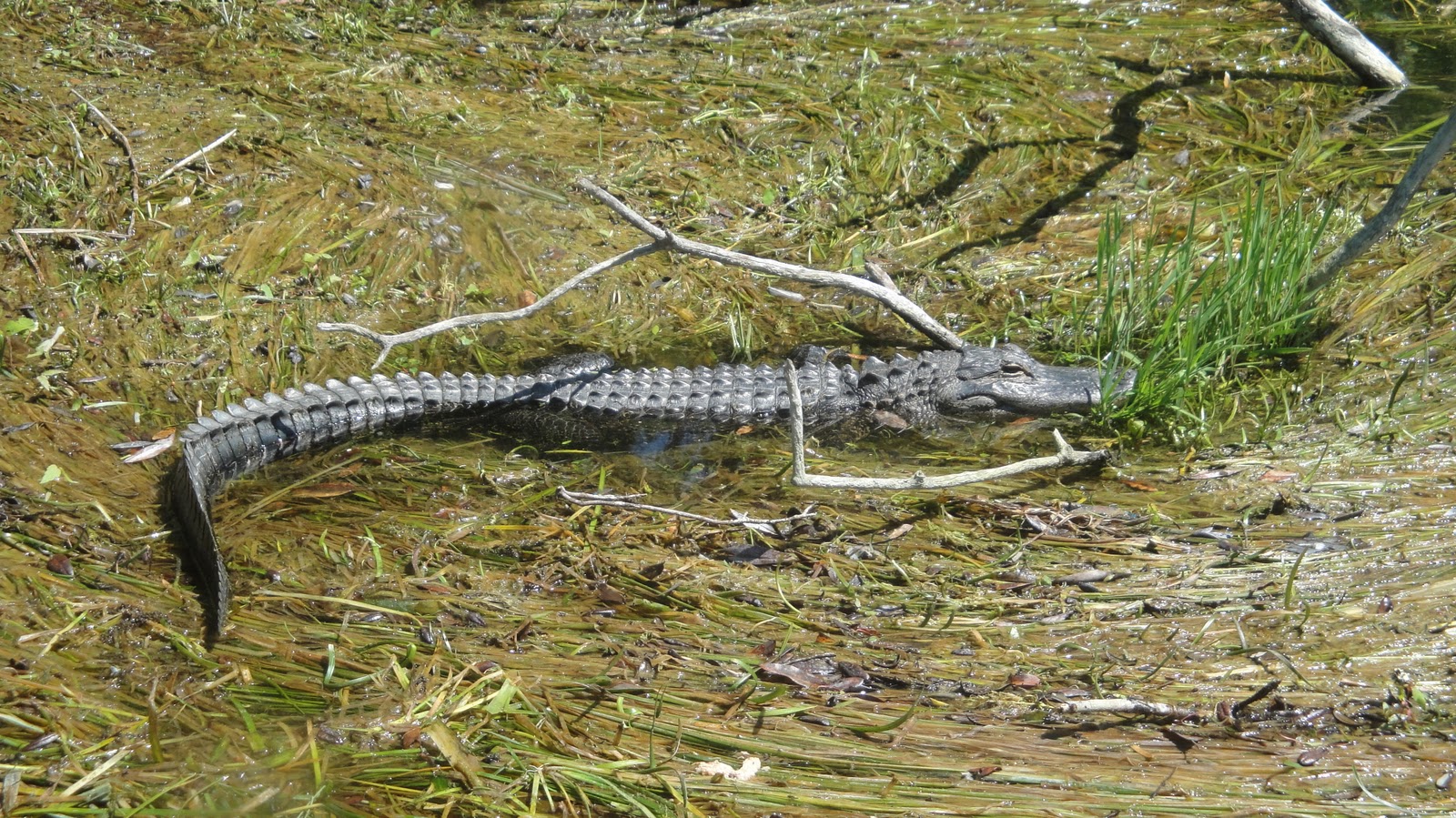 Underwater Thoughts Gator on Rainbow River