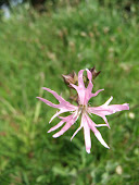 Ragged robin Lychnis flos-cuculi