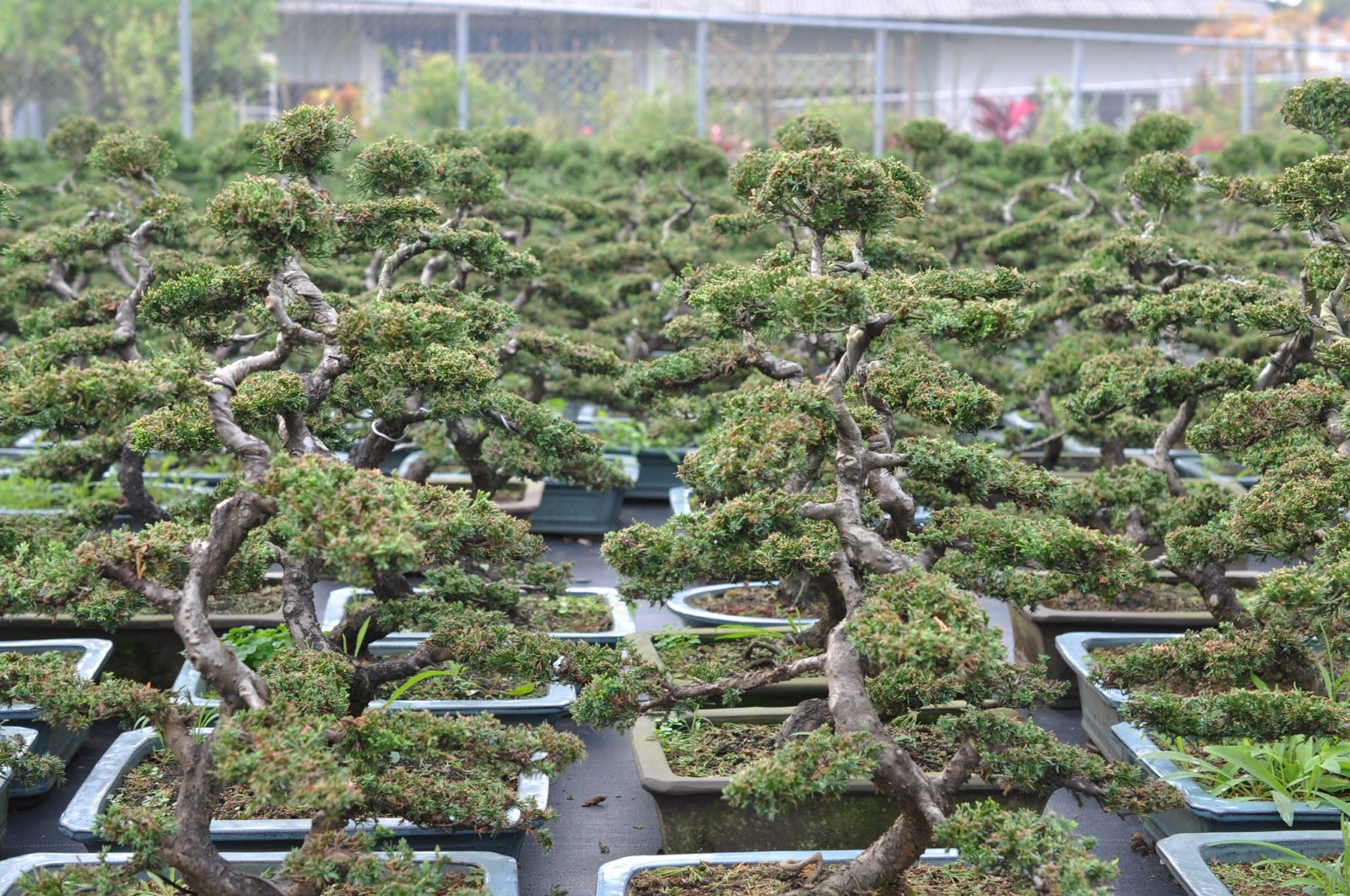 All in One Bonsai and Ceramics: February 2013