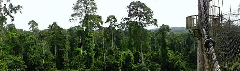 Ciri-ciri Taman Nasional Kakum