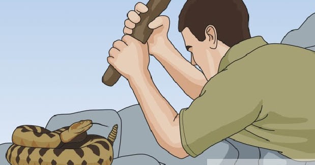 6 Arti Mimpi Membunuh Ular menurut Islam dan Buktinya PRIMBON MIMPI