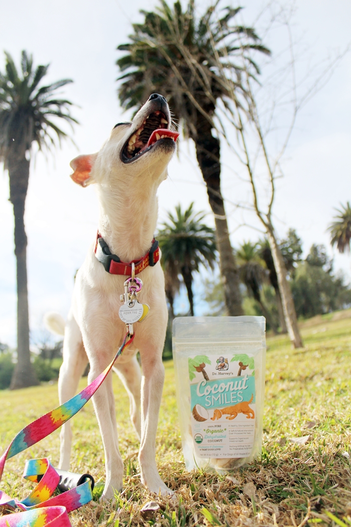 Organic Coconut Treats for Dogs - Dr. Harvey's Coconut Smiles