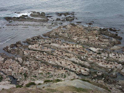 Colonia de lobos marinos en la Península de Kaikoura, en Nueva Zelanda Colonia de lobos marinos en la Península de Kaikoura, en Nueva Zelanda