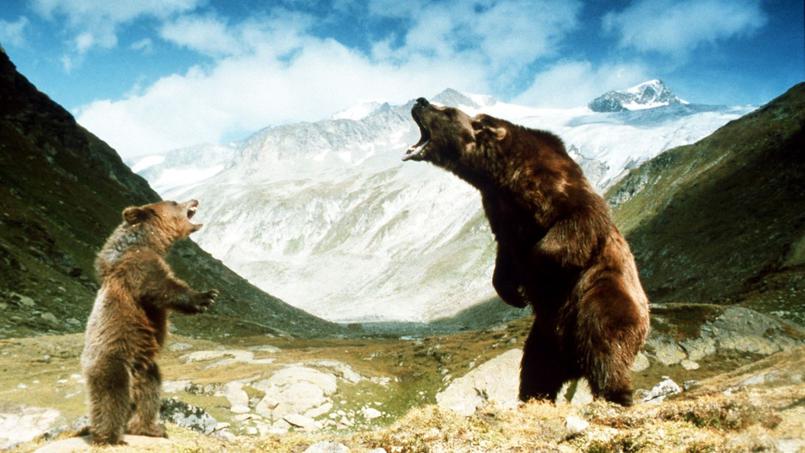 Comment Se Termine Le Film L'ours Souvenirs de Ciné-Cadeau: L'Ours