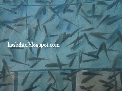 Jenis Ikan terapi Jenis Ikan terapi