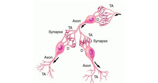Gambar Sel Saraf : 4 Jaringan Hewan : Jenis, Fungsi, Letak, Gambar dan