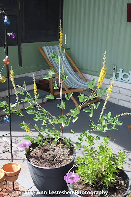 Crotalaria Mucronata aka Crotalaria Pallida Crotalaria Mucronata aka Crotalaria Pallida
