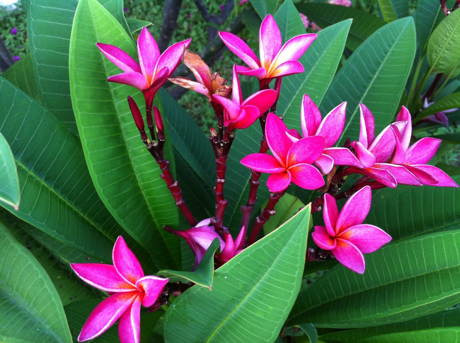 Ana & David's Tanzania Club House Flowers of Tanzania