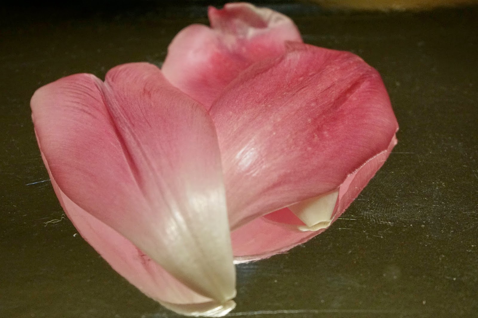 photos A6000 Lilly Petals