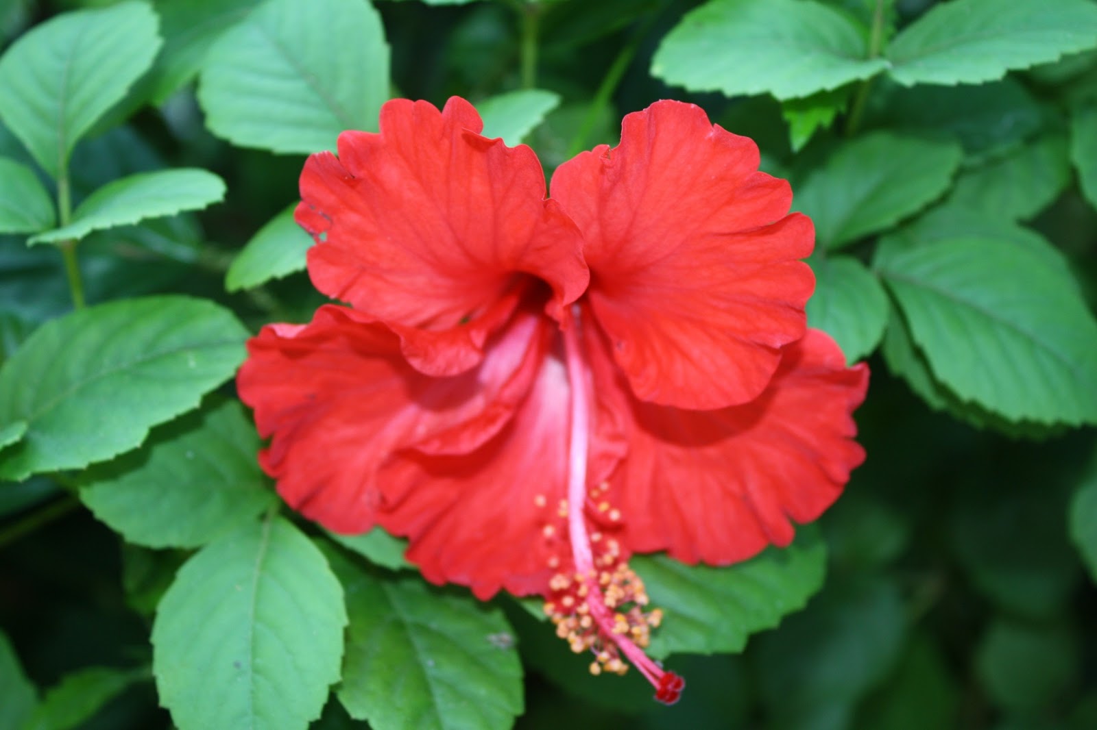 GAMBAR DAN NAMA  LATIN TANAMAN HIAS HORTIKULTURA Budidaya 