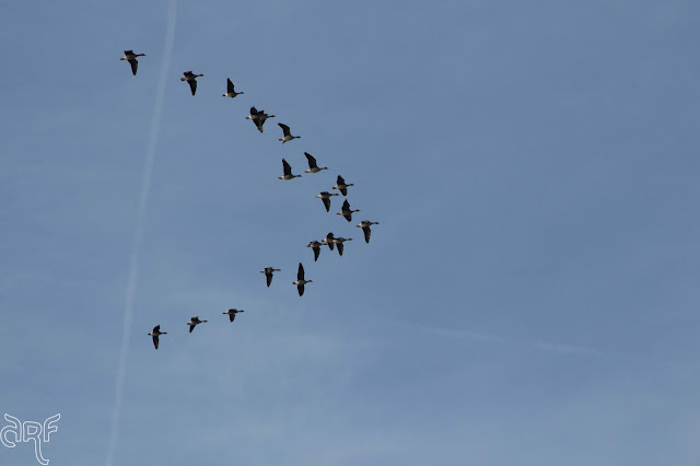 geese in V-formation