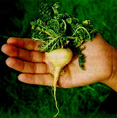 Maca Foto de una maca en una mano humana