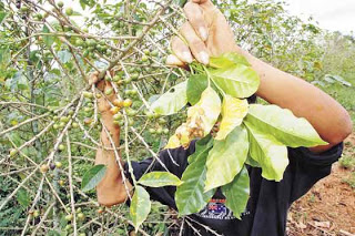 Dirigente caficultor denuncia favoritismo político en brigadas de Codocafé