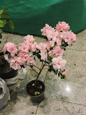 expo flores holambra salvador 2015