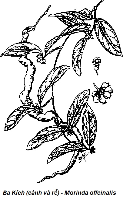 Hạ Huyết Áp - Cây Ba Kích