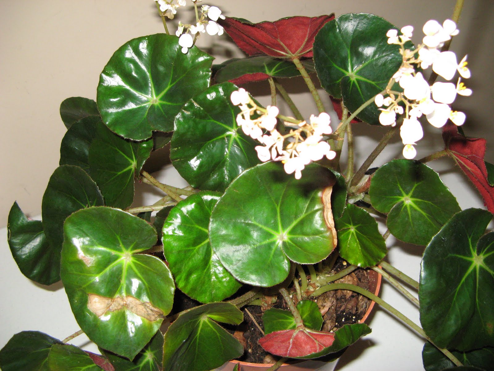Scott County Master Gardener�s Beefsteak in Bloom!