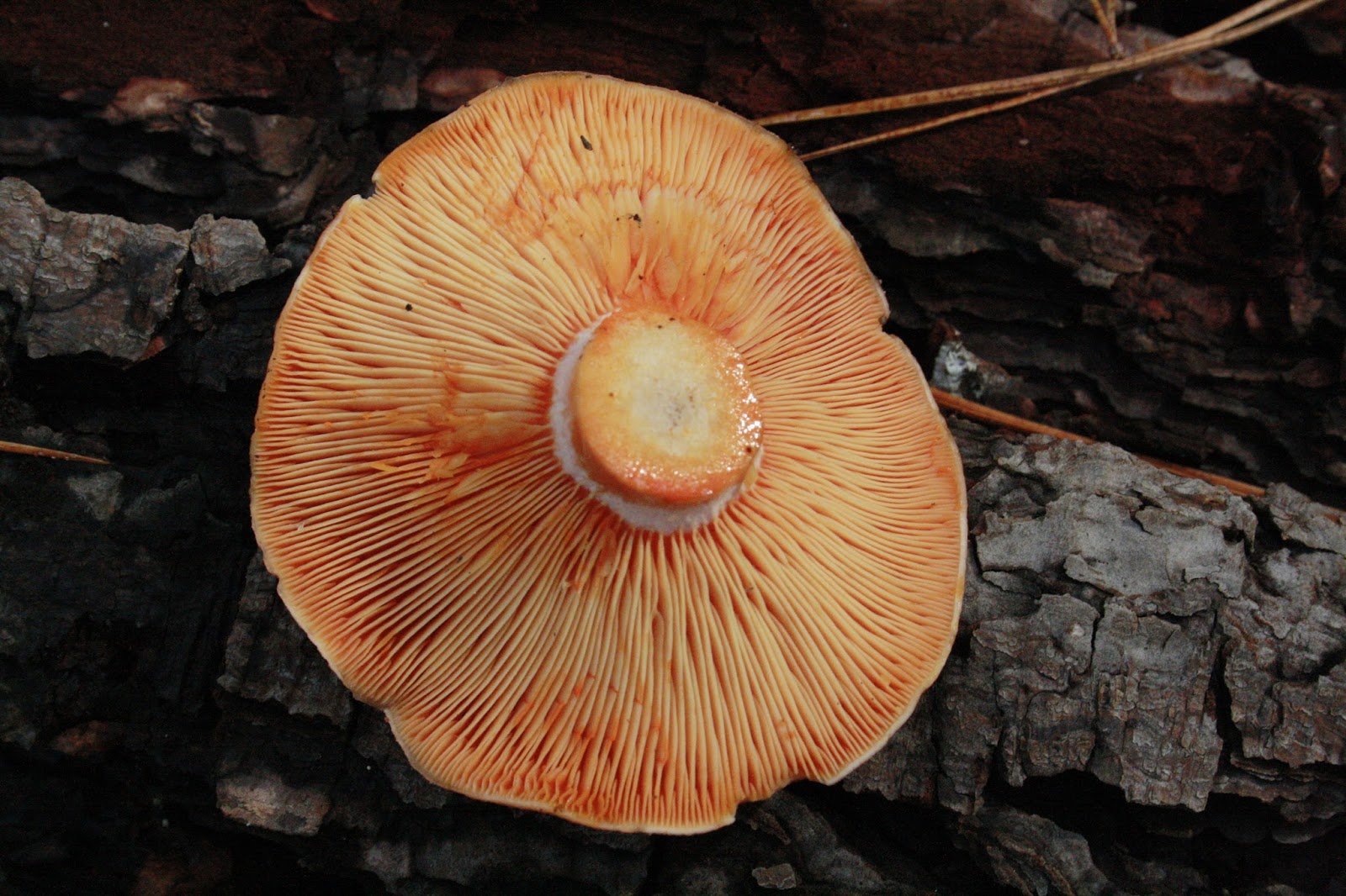 Foraging in the Adelaide Hills