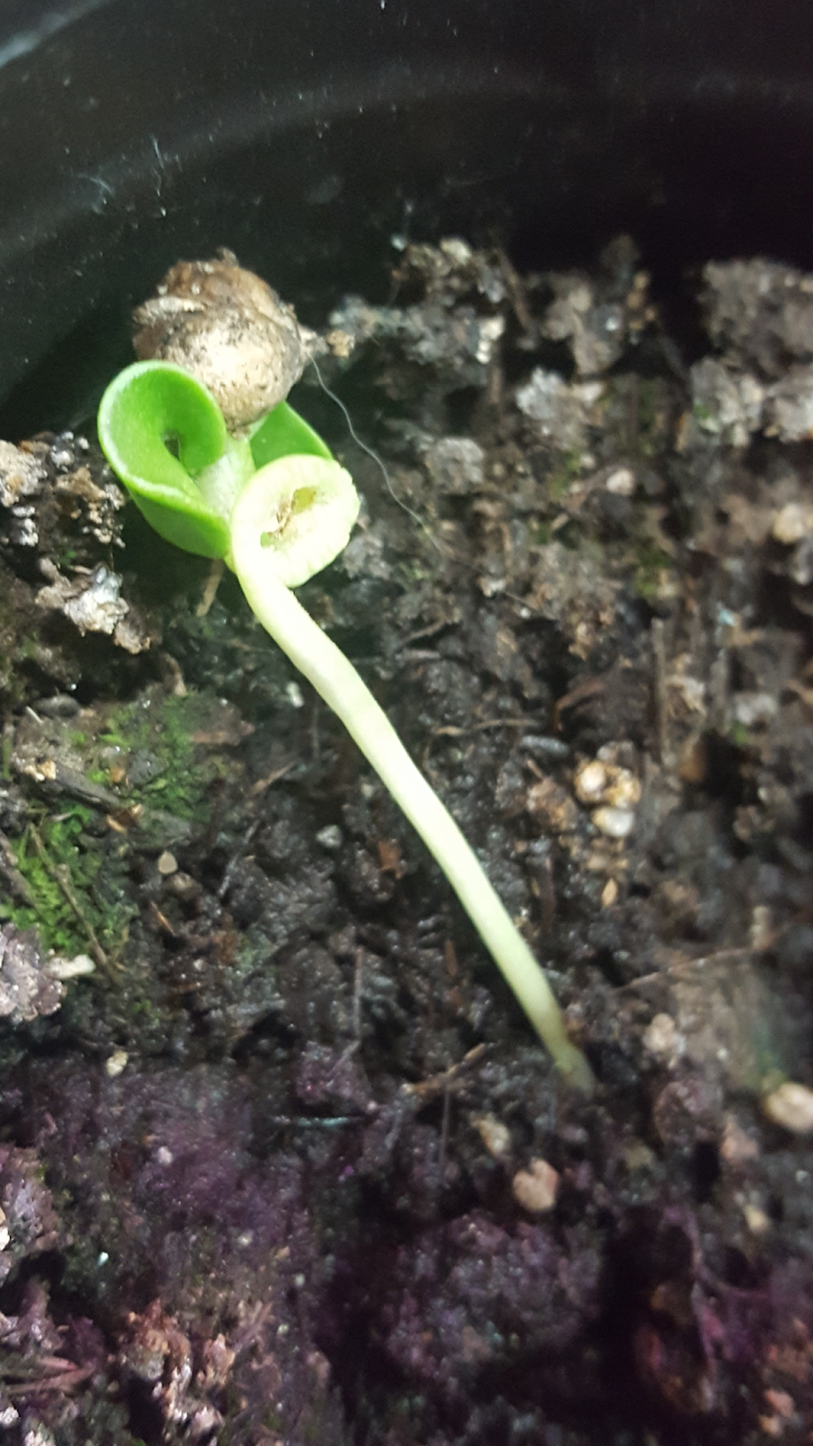 Josh's Blog. Sea Kale Germination Experiment Part 4 (Final Update)