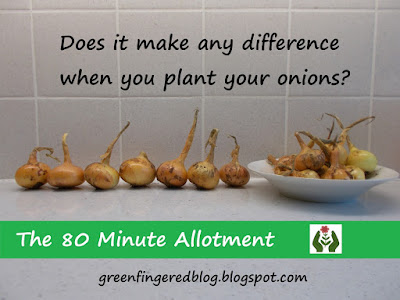 When is best time to plant onions 80 Minute Allotment Green Fingered Blog