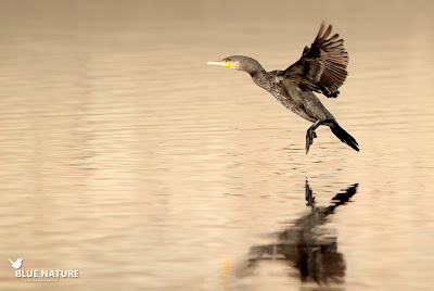 Cormorán grande (Phalacrocorax carbo) a punto de amerizar.